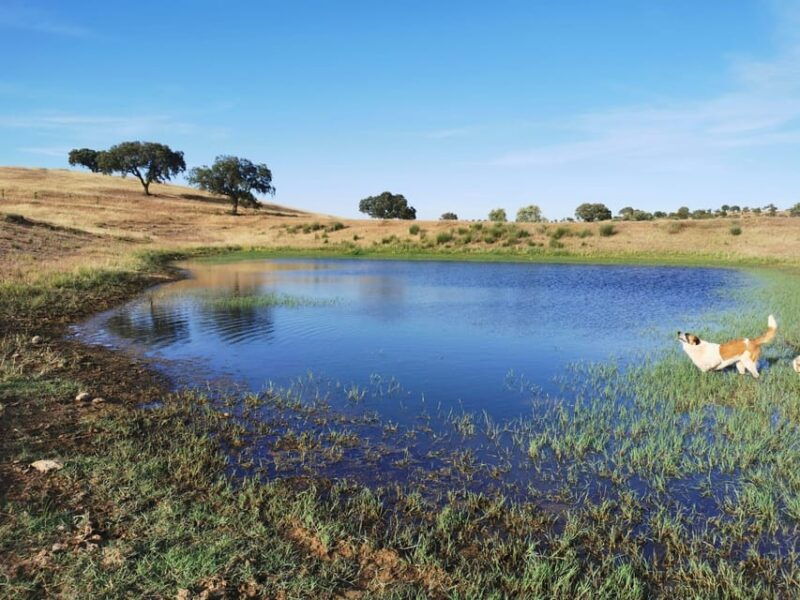 mertola-traditional-wine-tasting-experience