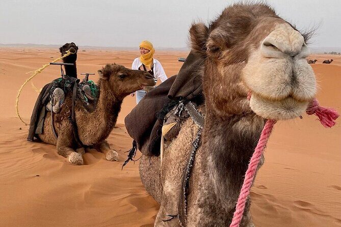 Merzouga Overnight Stay in a Berber Tent and Camel Ride - FAQ