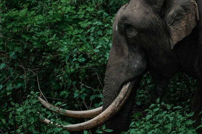 Mesmerizing Munnar: A Journey Through Paradise - Exploring the Highlights of the Munnar Tour