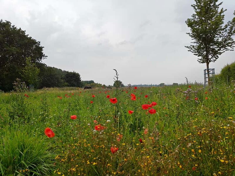Messines: Battle of Messines Guided Tour with Transport - An In-Depth Look at the Messines Battlefield Tour