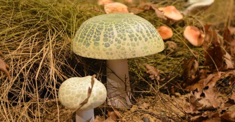 meteora-natural-history-museum-and-mushroom-museum-tour