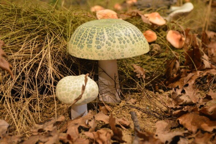 meteora-natural-history-museum-and-mushroom-museum-tour