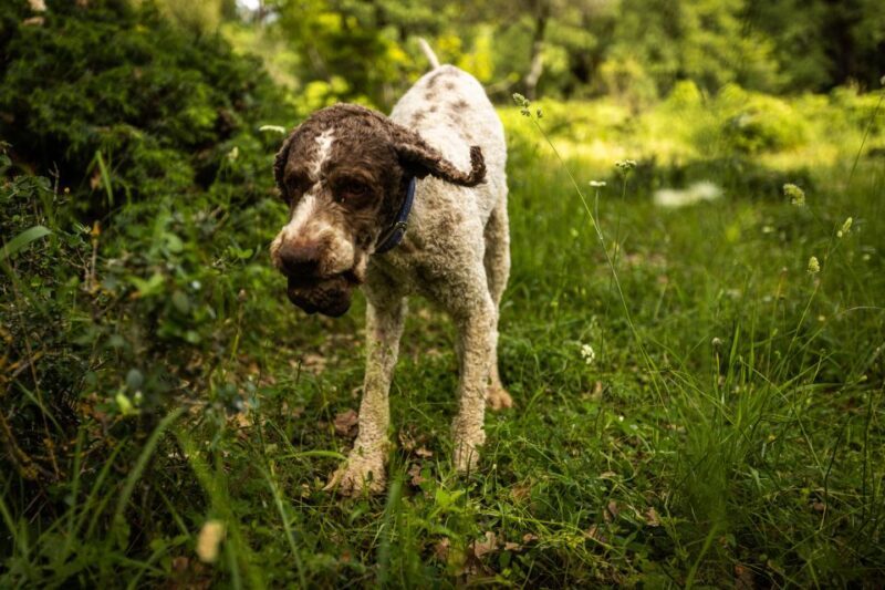 Meteora Truffle Hunting Experience with Lunch & Museum Visit - An In-Depth Look at the Meteora Truffle Hunting Tour