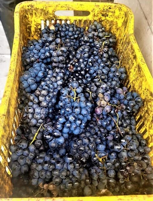 Mexican wine tour: Taste Queretaro Liquor and Visit a Town - Summary