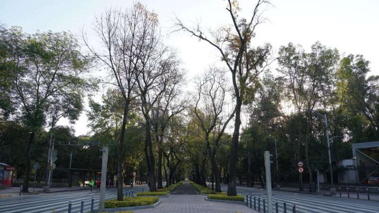 mexico-city-19-city-highlights-bicycle-tour