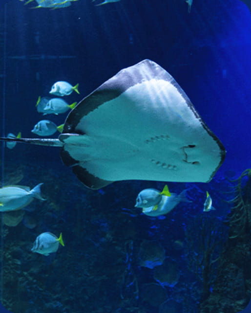 mexico-city-fast-pass-ticket-to-acuarium-inbursa