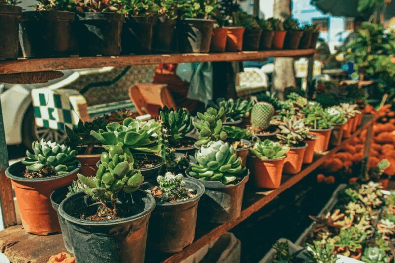 Mexico City: Mezcal Tasting and Market Tour with Lunch - Frequently Asked Questions