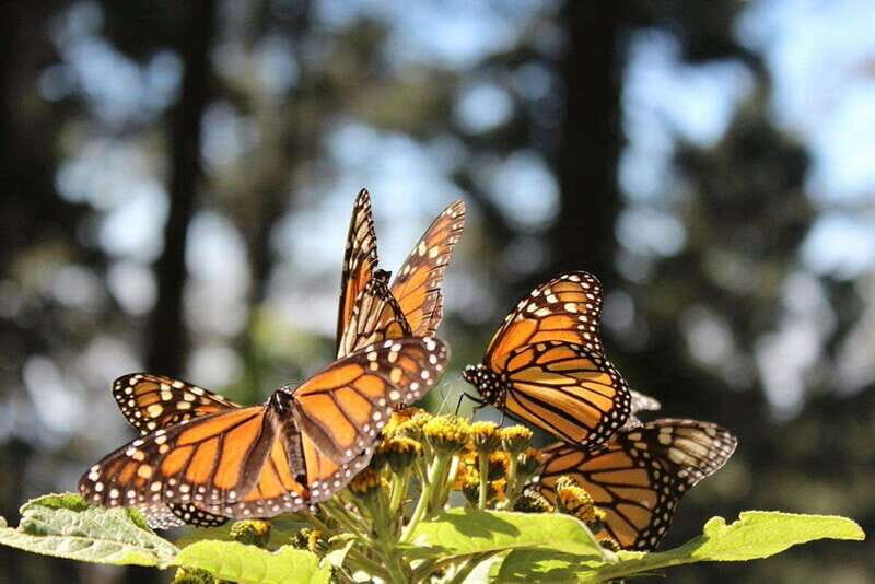 Mexico City: Monarch Butterflies, Sierra Chincua & Angangueo - Key Points