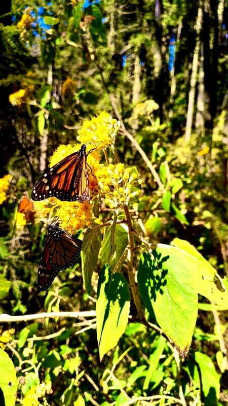 Mexico City: Monarch Butterfly Sanctuary Day Tour - Key Points  