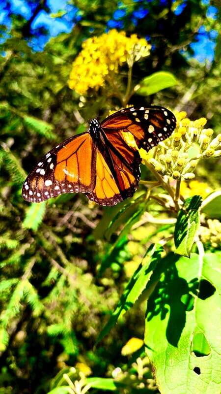 Mexico City: Monarch Butterfly Sanctuary Day Tour - Overall Value and Experience