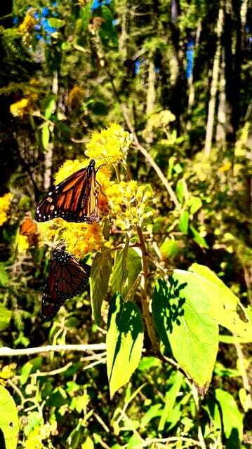 Mexico City: Monarch Butterfly Sanctuary Day Tour - Who Might Find It Less Suitable?