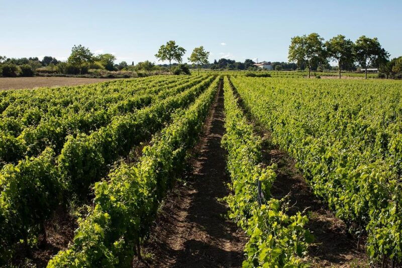 Mèze: Domaine Saint André Vineyard Guided Tour with Tasting - Who Will Love This Experience?