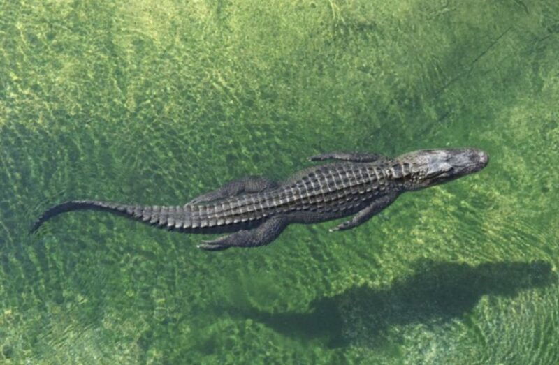 miami-city-tour-with-optional-cruise-and-everglades-entry