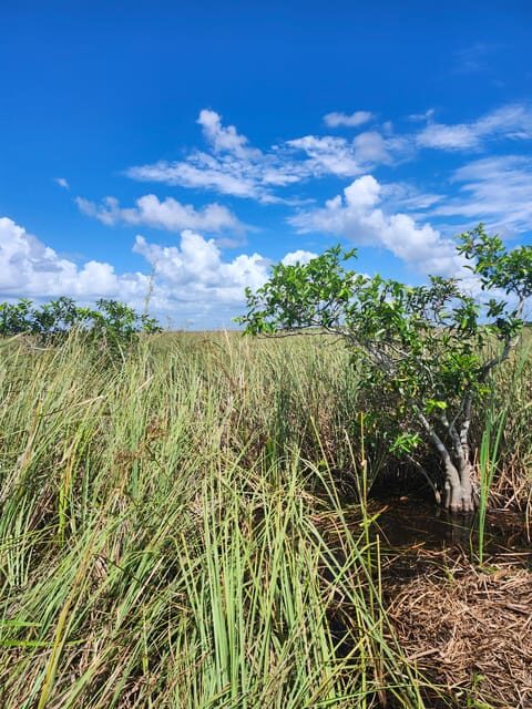 Miami: Everglades Airboat Eco Tour w/ Luxury Transportation - FAQ