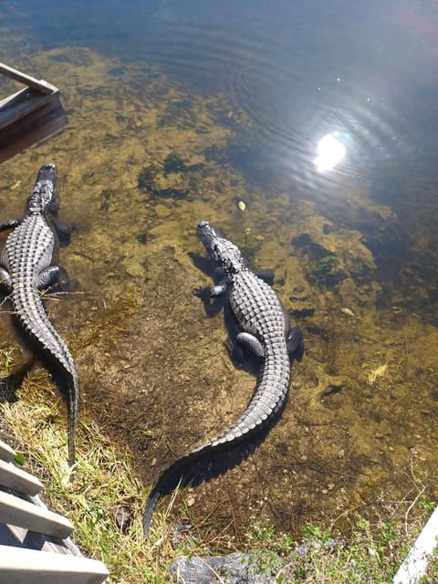 miami-everglades-airboat-eco-tour-w-luxury-transportation