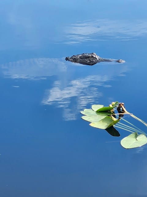 miami-everglades-airboat-eco-tour-w-luxury-transportation