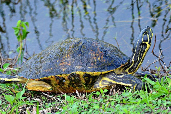 miami-everglades-airboat-gator-wildlife-show-with-roundtrip-bus