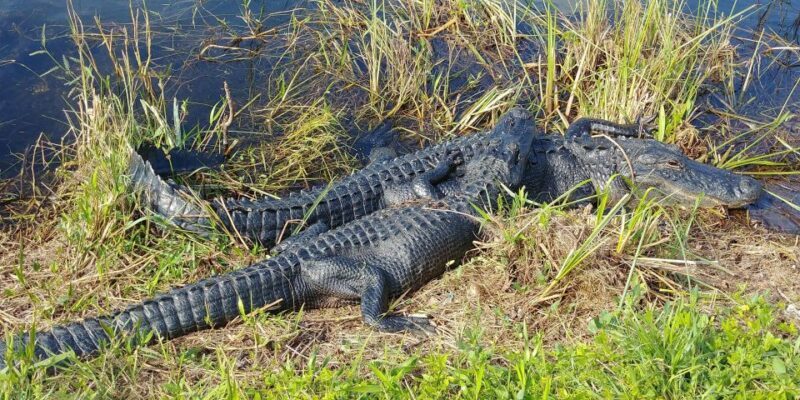 Miami: Everglades Airboat Ride and Tram Tour - Final Thoughts