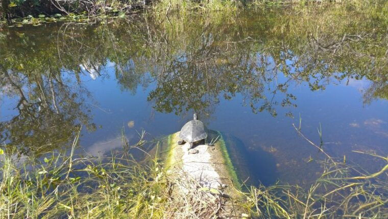miami-everglades-airboat-ride-and-tram-tour