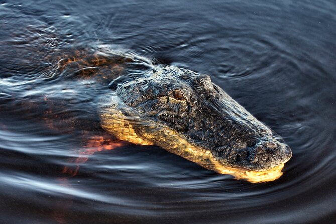 miami-everglades-airboat-ride-with-city-tour-and-cruise-add-on