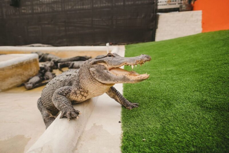 Miami: Everglades Experience, Bay Cruise & Open-top Bus Tour - FAQ