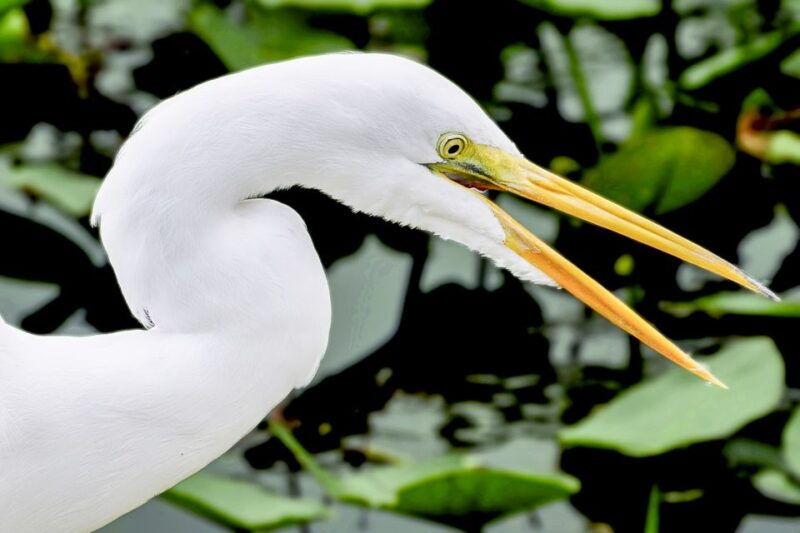 miami-everglades-experience-bay-cruise-open-top-bus-tour