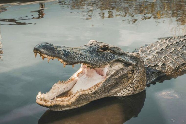 miami-everglades-experience-bay-cruise-open-top-bus-tour