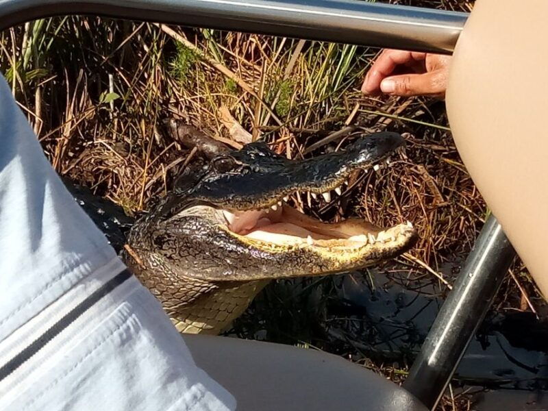 miami-everglades-full-day-tour-with-2-boat-trips-and-lunch