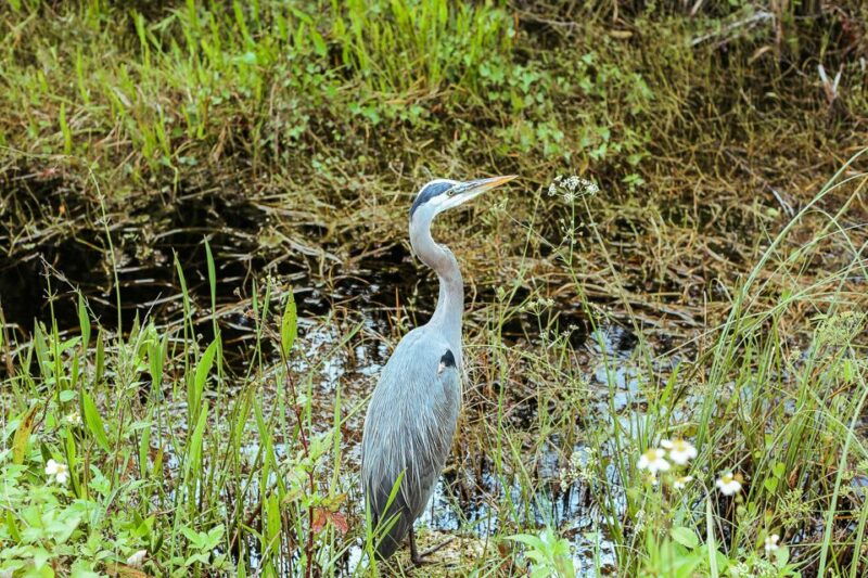 miami-everglades-national-park-airboat-tour-wildlife-show