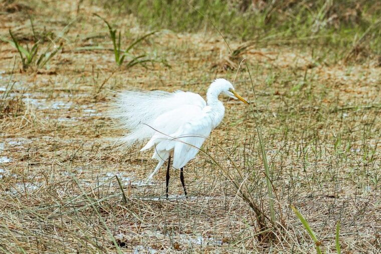 miami-everglades-national-park-airboat-tour-wildlife-show