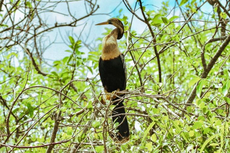 miami-everglades-national-park-airboat-tour-wildlife-show