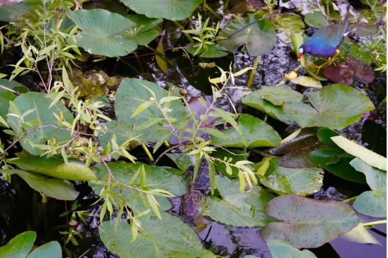 Miami: Everglades River of Grass Small Airboat Wildlife Tour - Final Thoughts: Who Will Love This Tour?