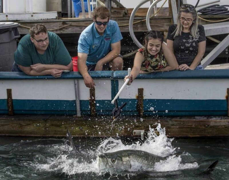 Miami: Giant Fish Feeding Experience - Authentic Insights From Reviews