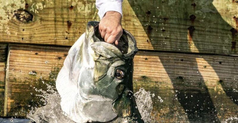 miami-giant-fish-feeding-experience