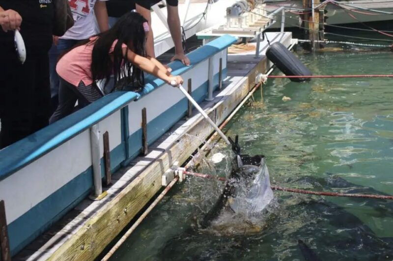 miami-giant-fish-feeding-experience