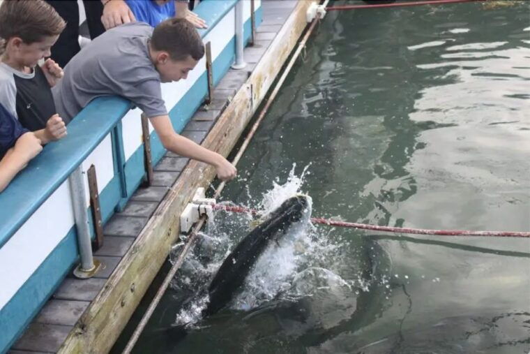 miami-giant-fish-feeding-experience