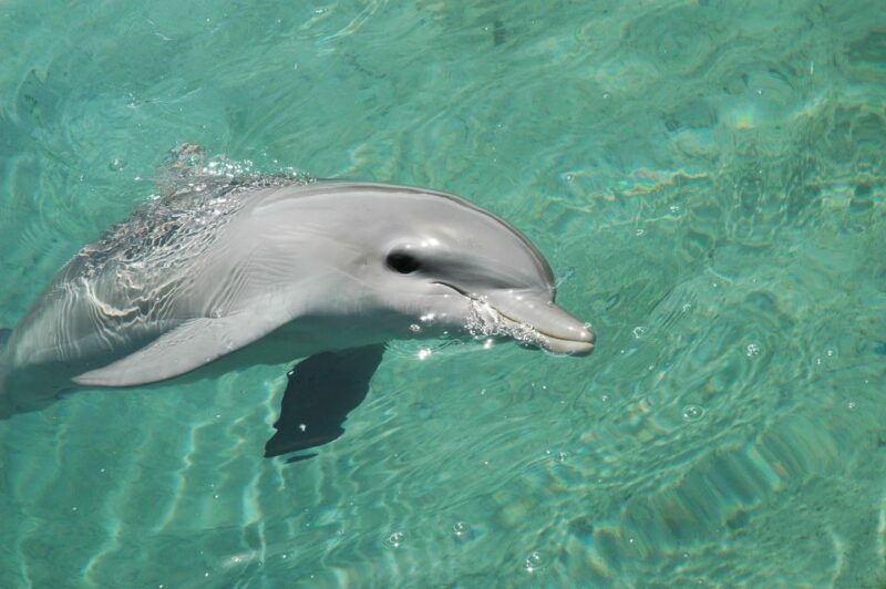 miami-key-west-tour-with-dolphin-watch-snorkel-option