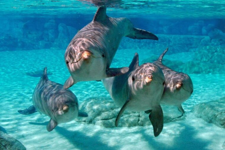 miami-key-west-tour-with-dolphin-watch-snorkel-option