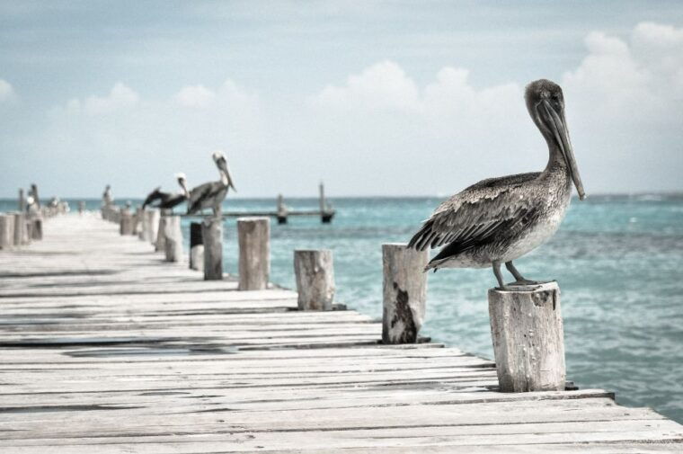 miami-key-west-tour-with-dolphin-watch-snorkel-option