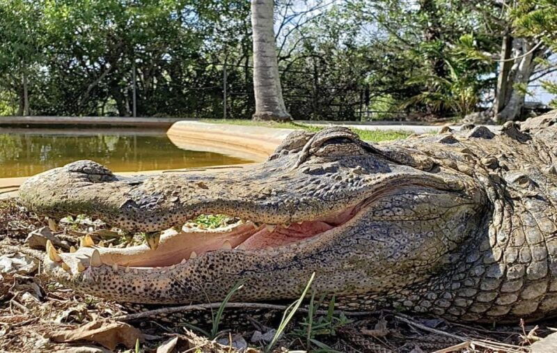 miami-original-everglades-airboat-tour-alligator-exhibit