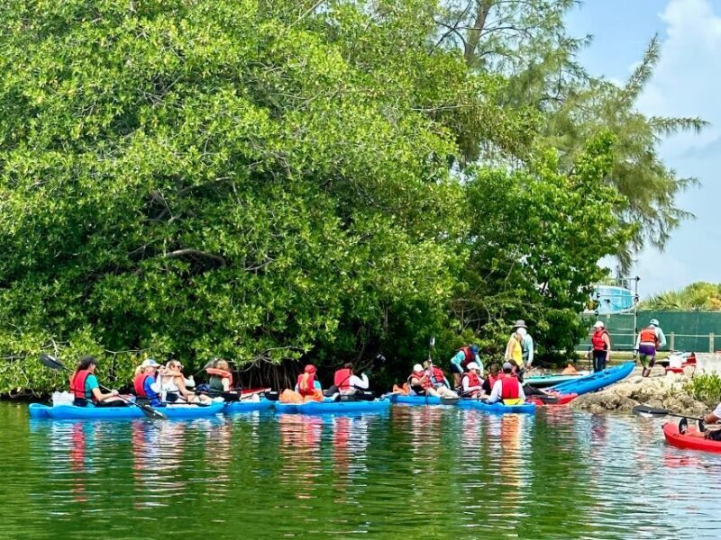 Miami: Paddle Board or Kayak Rental in Virginia Key - The Sum Up