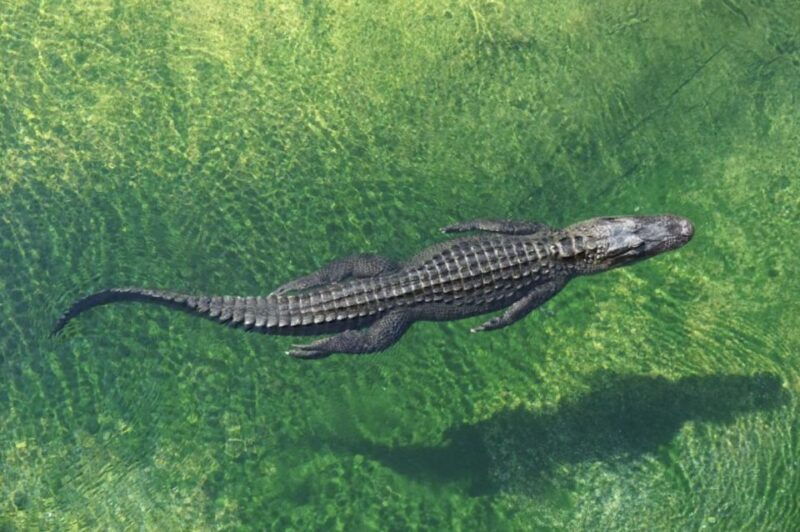 miami-small-group-tour-w-everglades-little-havana-cruise