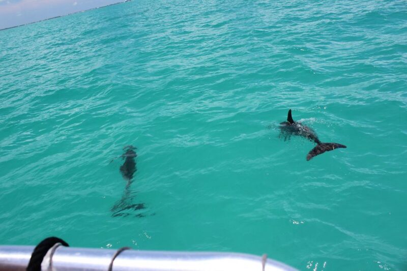 Miami to Key West Shuttle: Dolphin, Snorkeling & More - An In-Depth Look at the Experience