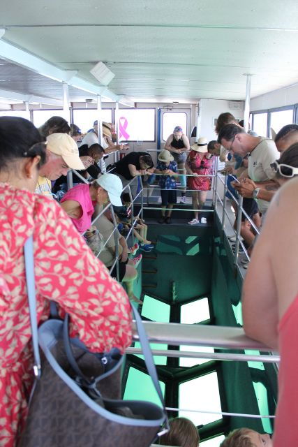 miami-to-key-west-shuttle-dolphin-snorkeling-more