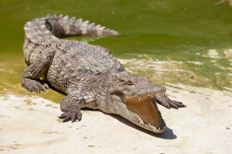 Miami: Triple Combo Swamp, City & Sea exploration - What Makes This Tour a Great Choice?