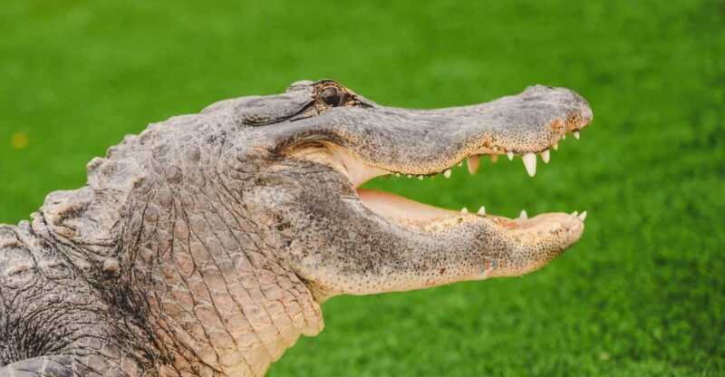 miami-wild-everglades-airboat-ride-and-gator-encounters