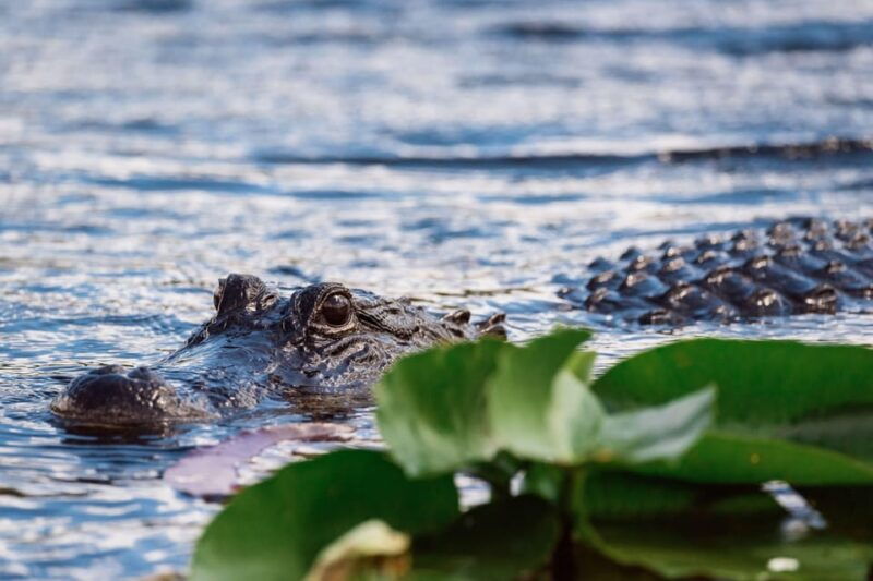 miami-wild-everglades-airboat-ride-and-gator-encounters