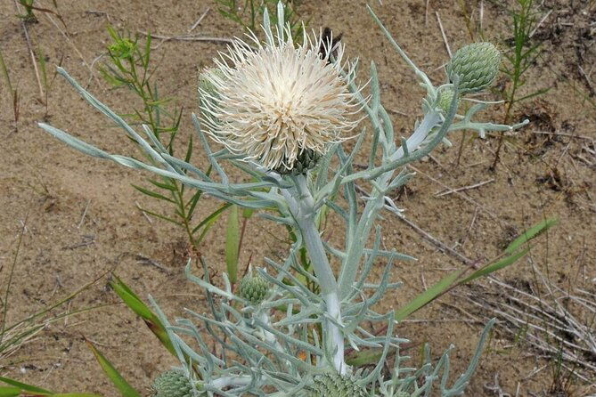 michigan-lakeshore-m-22-self-guided-driving-audio-tour