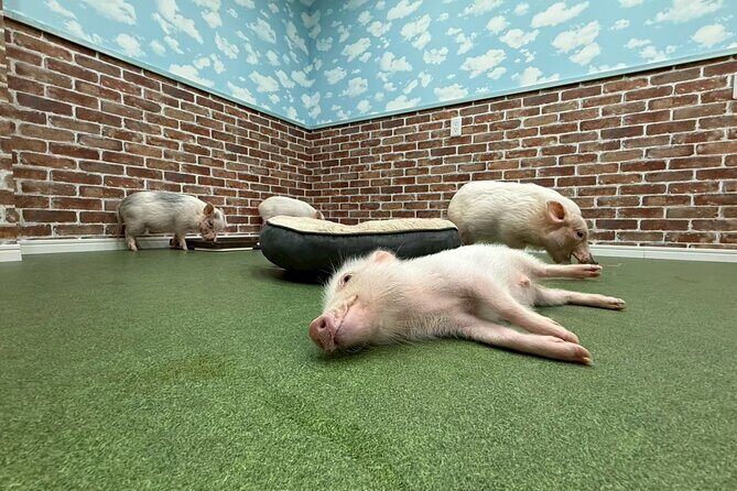 Micro Pig Café in Osaka Pet and Snap Cute Moments - Introduction