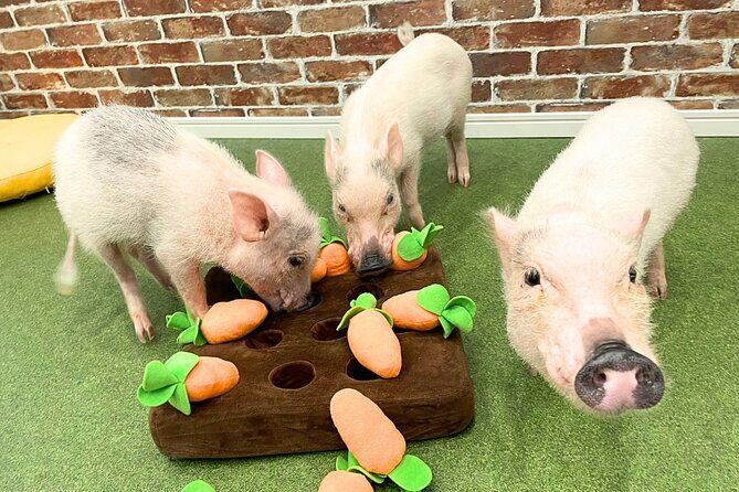 Micro Pig Café in Osaka Pet and Snap Cute Moments - Key Points